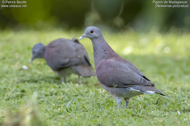 Pigeon de Madagascaradulte