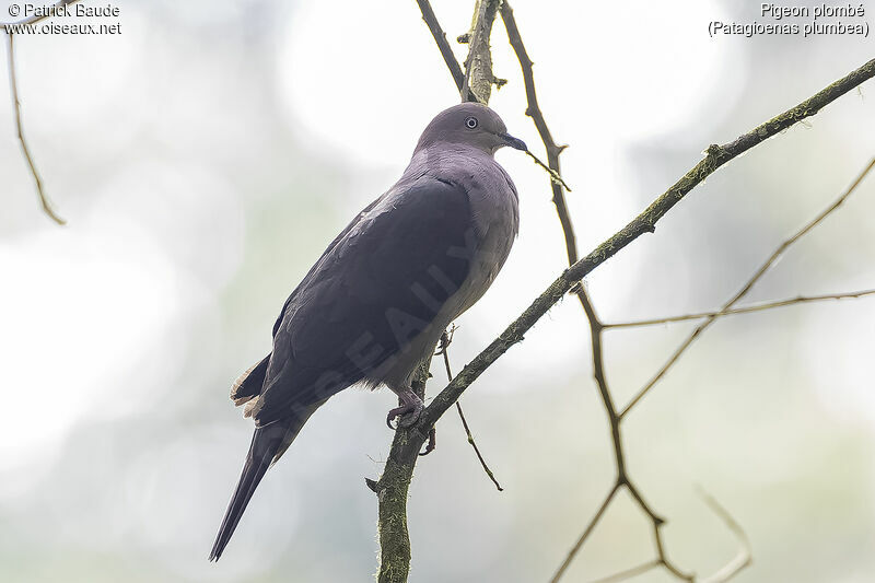 Plumbeous Pigeonadult