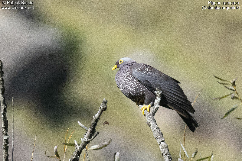 Pigeon rameronadulte