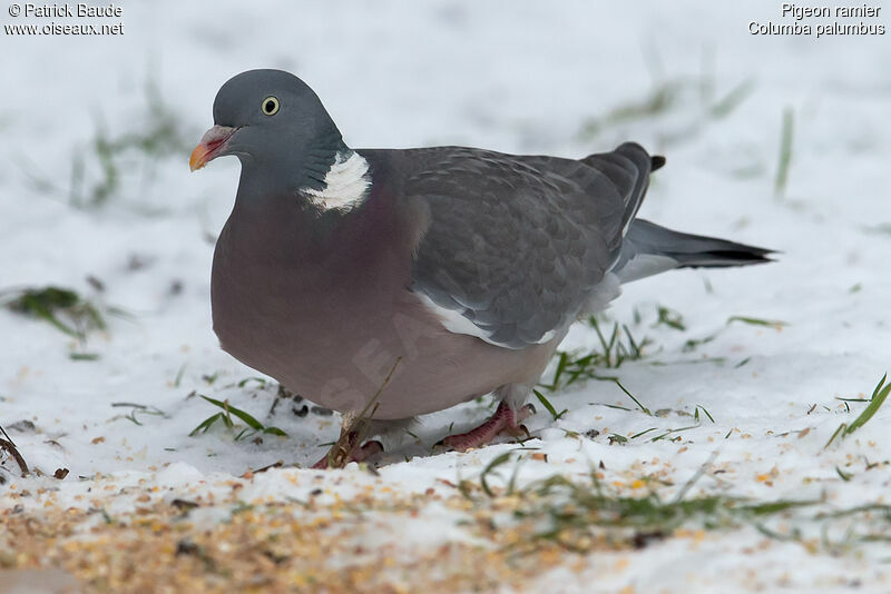 Pigeon ramieradulte, identification