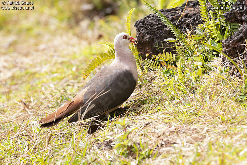 Pink Pigeonadult, identification