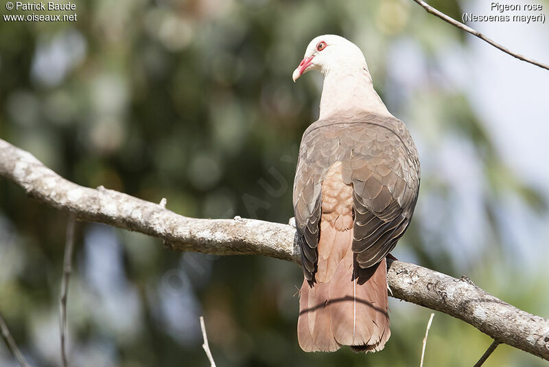 Pink Pigeonadult, identification