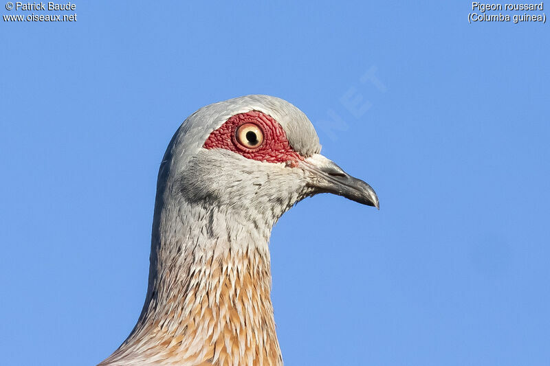 Pigeon roussardadulte