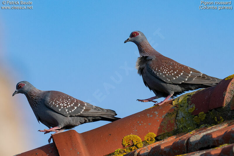 Speckled Pigeonadult