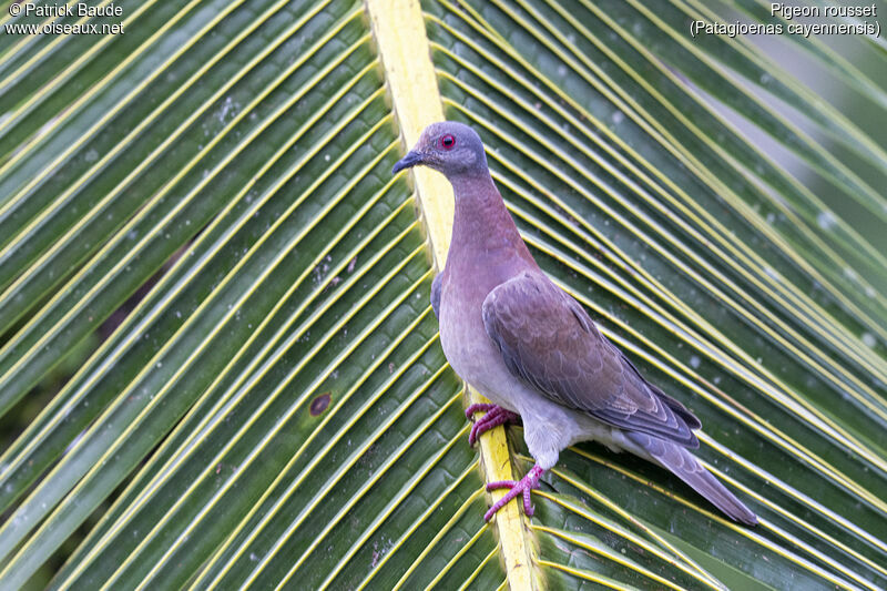 Pigeon roussetadulte