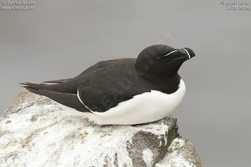 Razorbilladult, close-up portrait