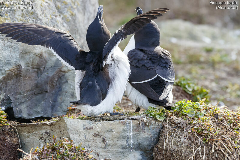 Razorbilladult, courting display