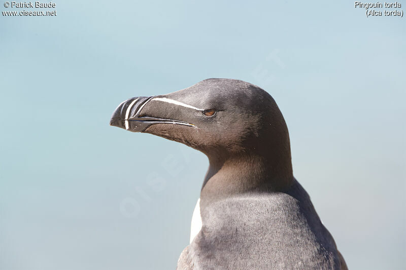 Pingouin tordaadulte, portrait