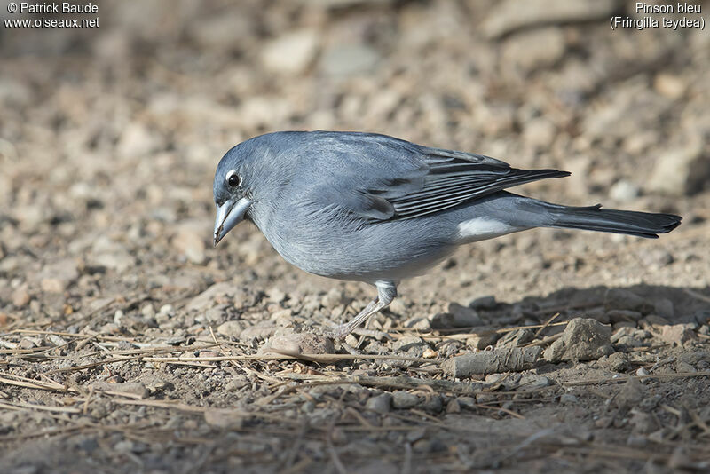 Pinson bleuadulte nuptial, identification