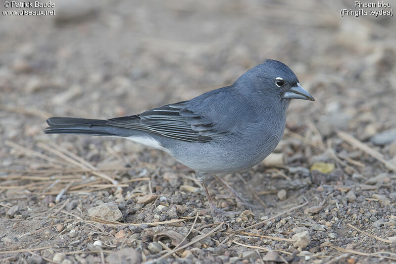 Pinson bleuadulte nuptial, identification