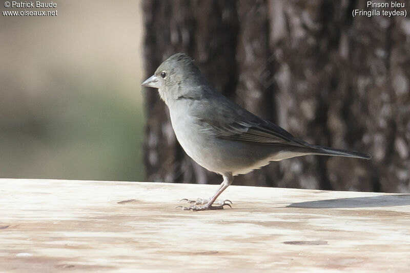 Tenerife Blue Chaffinchadult, identification