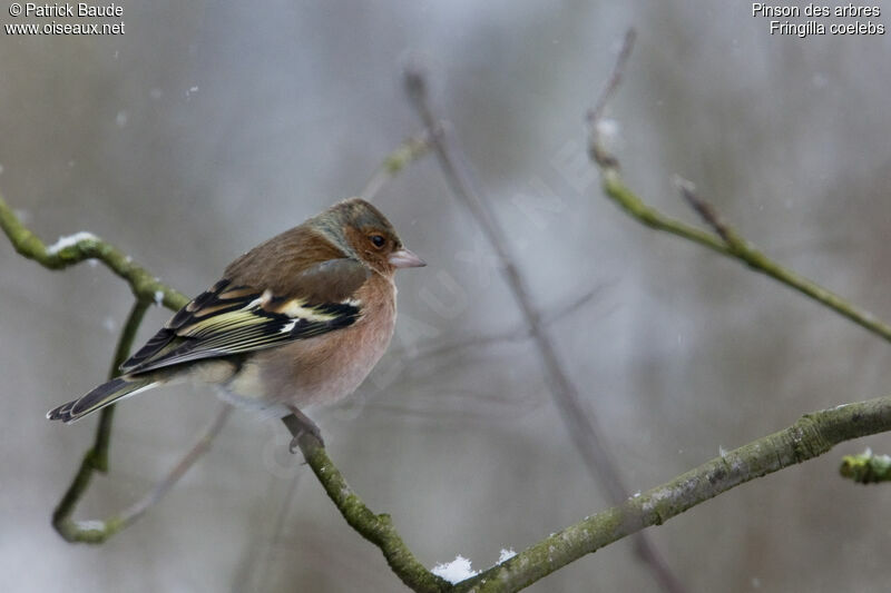 Eurasian Chaffinch male adult post breeding