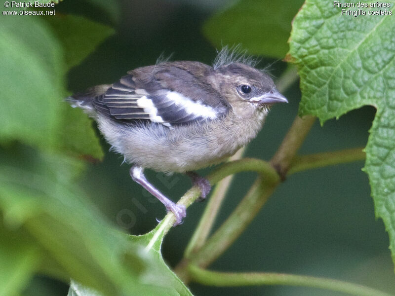 Pinson des arbresjuvénile, identification