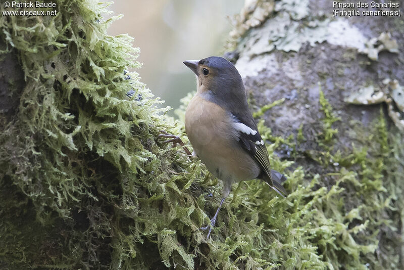 Canary Islands Chaffinchadult, identification