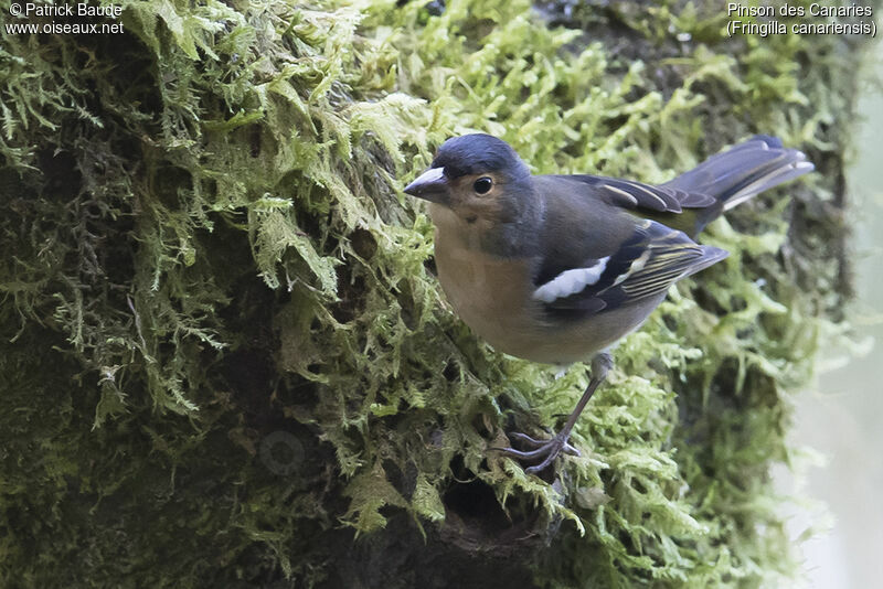 Canary Islands Chaffinchadult, identification