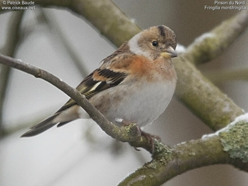 Pinson du Nord femelle, identification