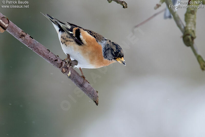 Brambling male adult post breeding, identification