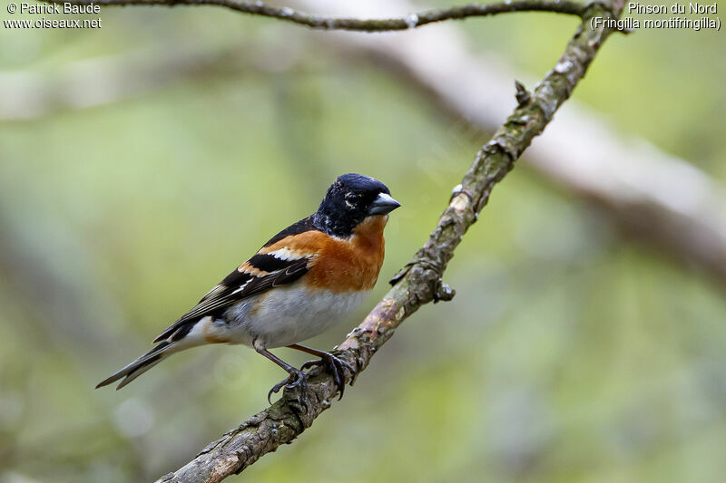 Brambling male adult breeding