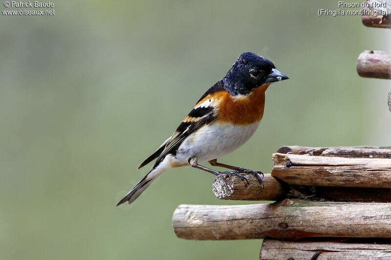 Brambling male adult breeding