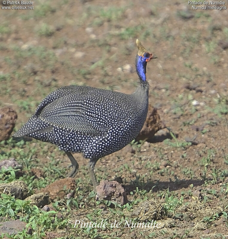 Helmeted Guineafowl, identification