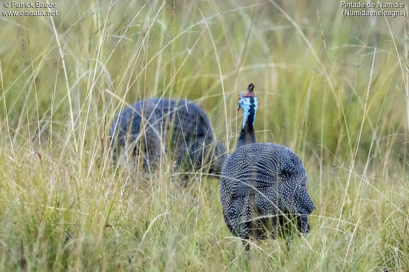 Helmeted Guineafowladult