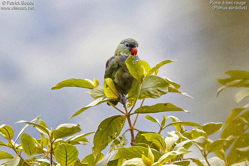 Red-billed Parrotadult