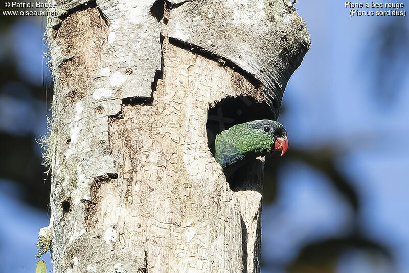 Red-billed Parrotadult