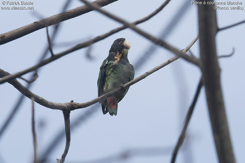 Pione à couronne blancheadulte, identification