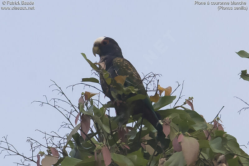 White-crowned Parrotadult, identification