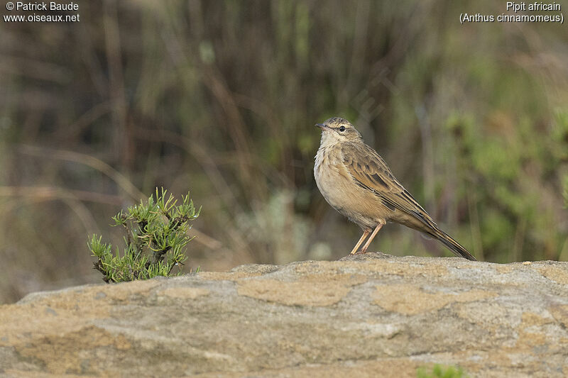 Pipit africainadulte