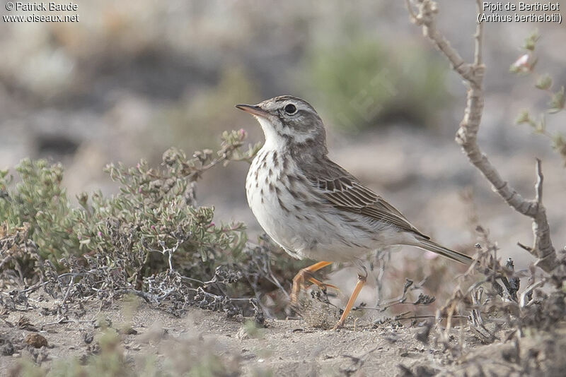 Berthelot's Pipitadult, identification