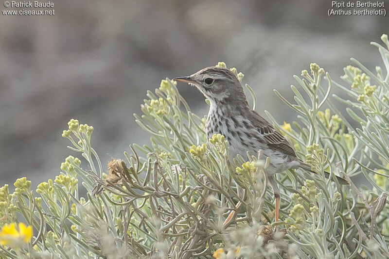 Pipit de Berthelotadulte, identification