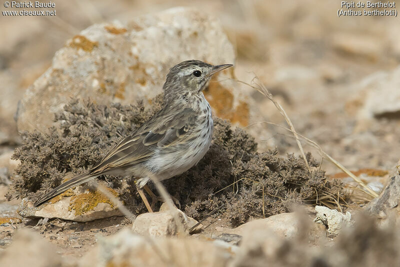 Pipit de Berthelotadulte, identification