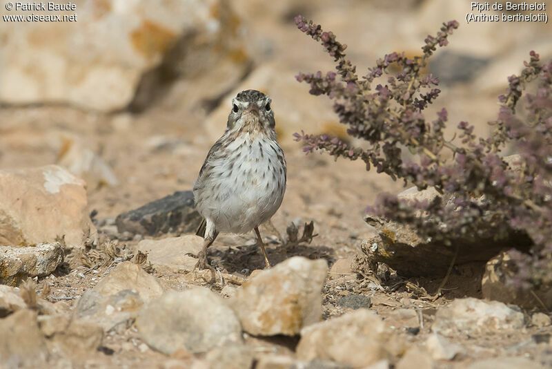 Pipit de Berthelot