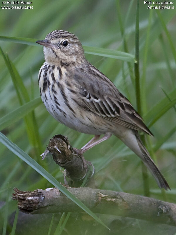 Pipit des arbres, identification