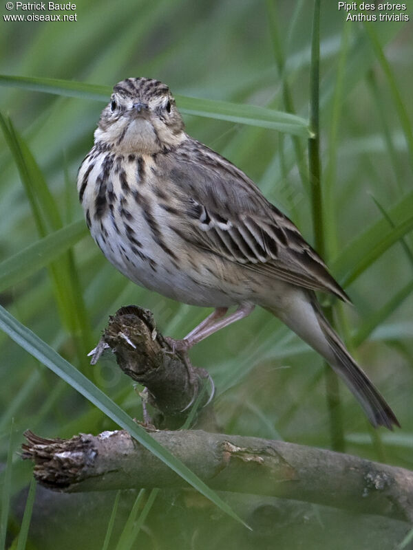 Tree Pipit, identification