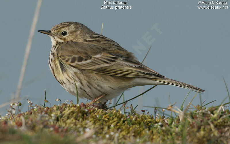 Meadow Pipit