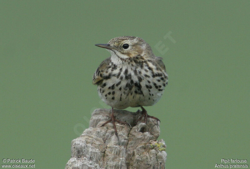 Pipit farlouse