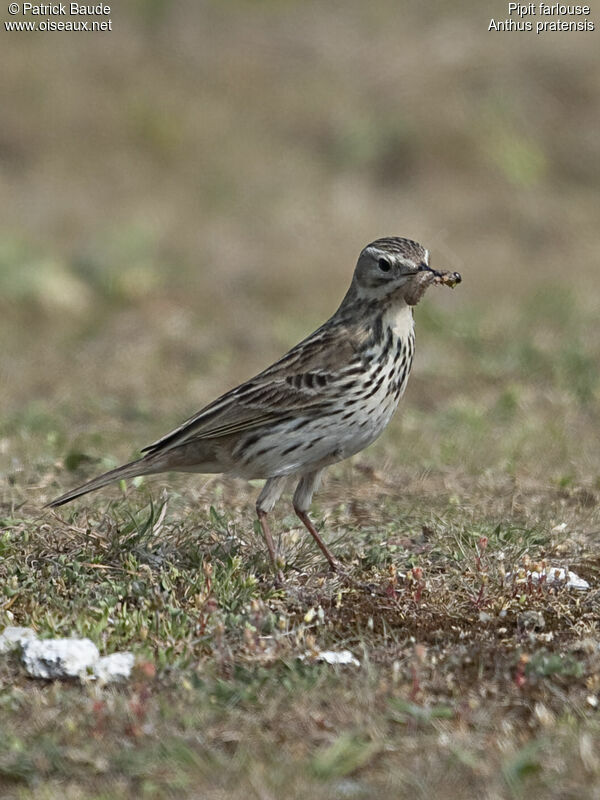 Meadow Pipitadult, identification