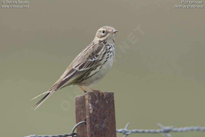 Pipit farlouse, identification