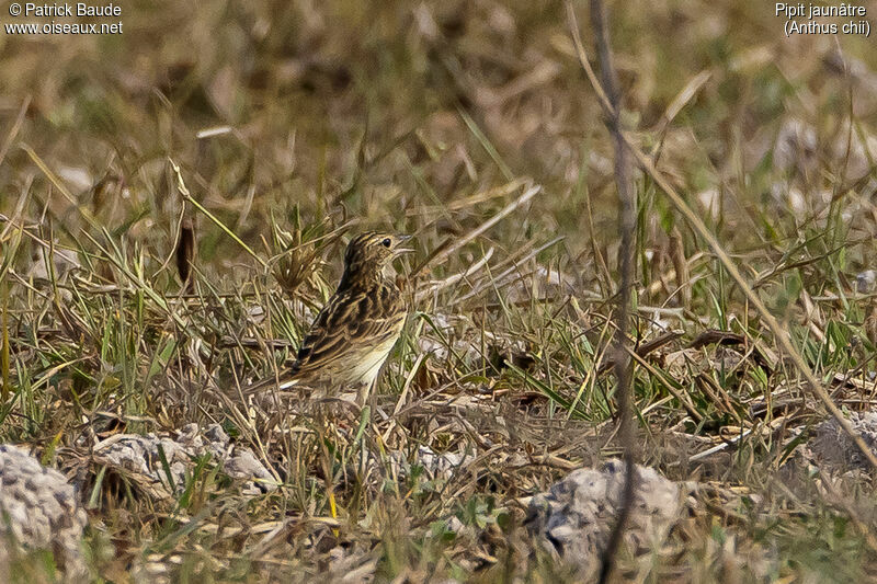 Yellowish Pipitadult