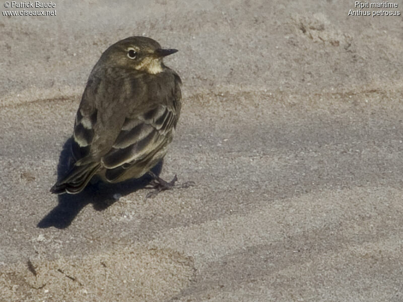 Pipit maritime, identification