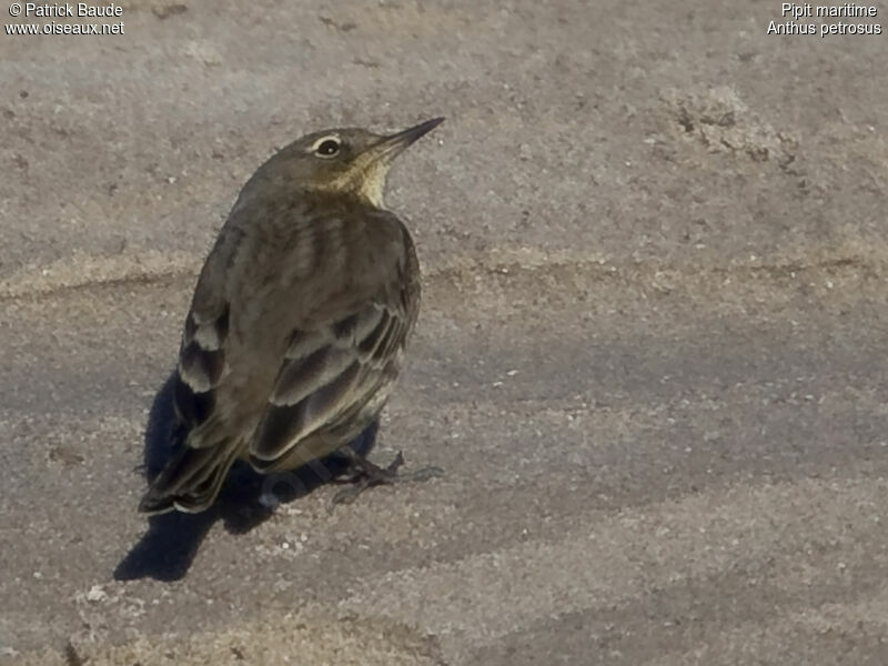 European Rock Pipit, identification