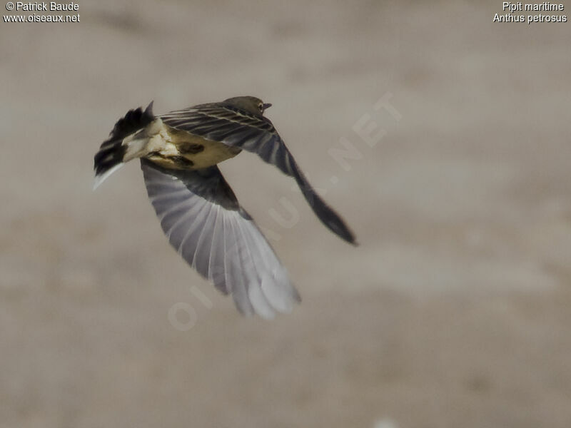 European Rock Pipit, Flight