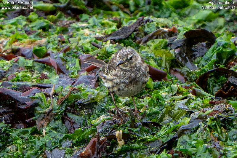 European Rock Pipit