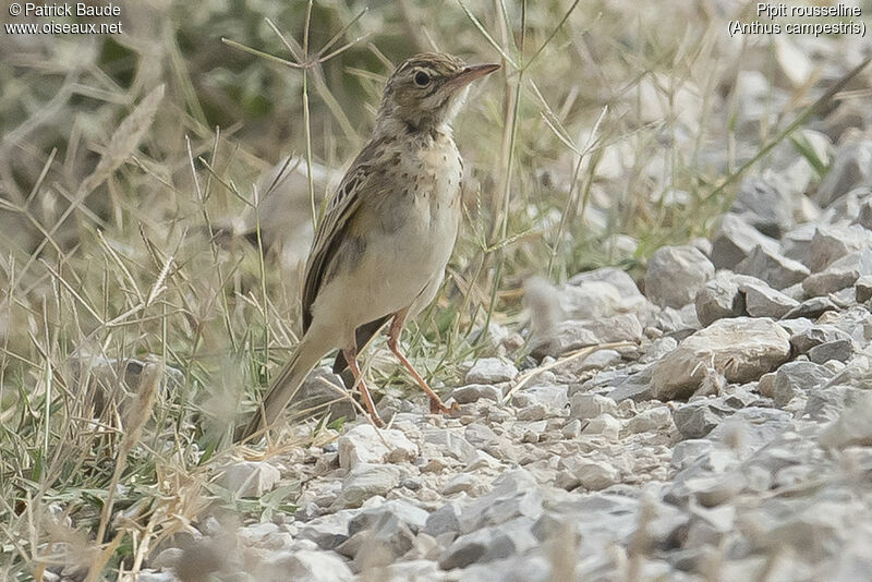 Pipit rousselineadulte, identification