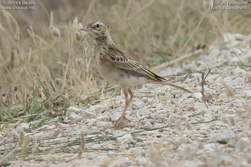 Pipit rousselineadulte, identification