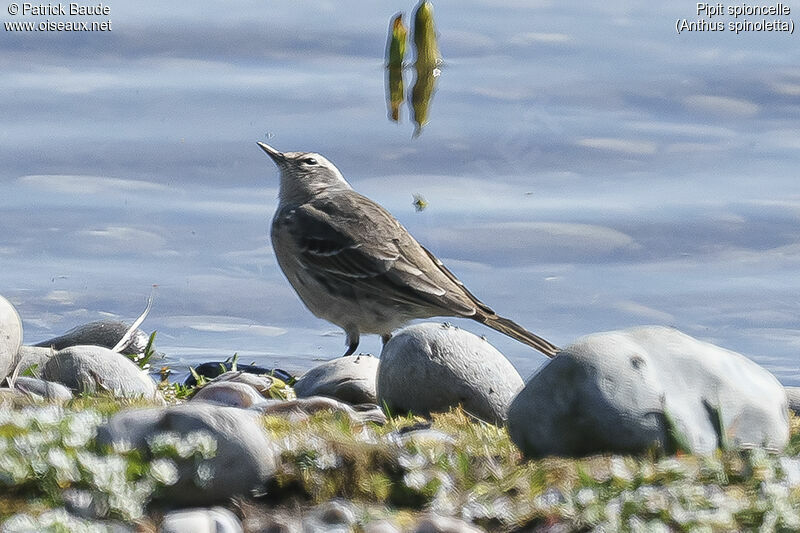 Pipit spioncelleadulte