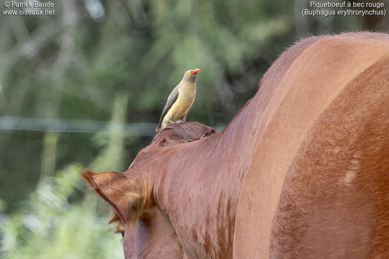 Red-billed Oxpeckeradult