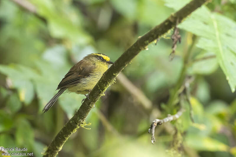 Pitajo diadèmeadulte, identification